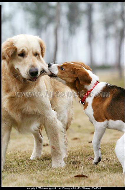 为什么狗狗喜欢互闻气味？”