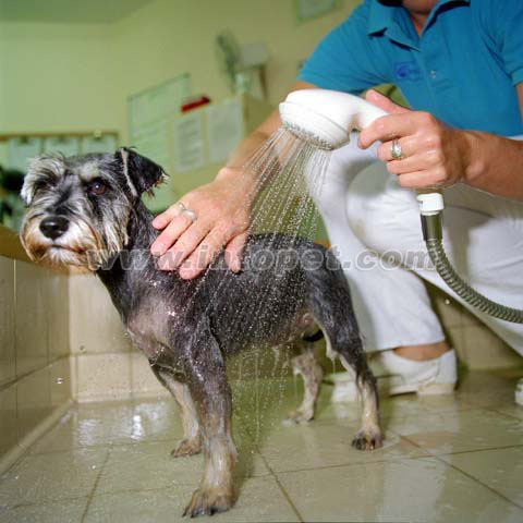 呵护狗狗 面对“洗澡”这件事