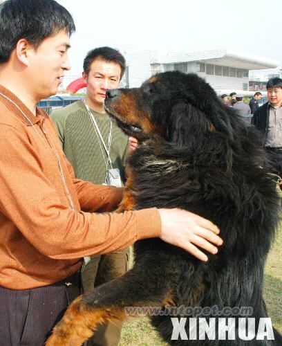 苏州藏獒精品展人犬亲密接触